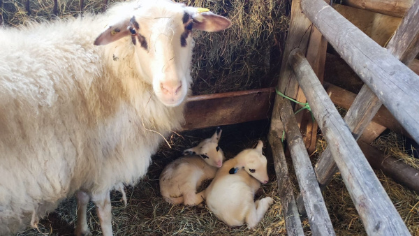 Schaf mit Lämmer am Stall