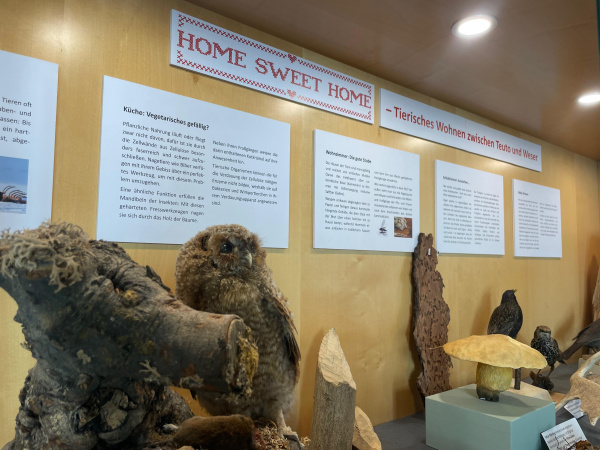 Blick in eine Vitrine mit Tier-Präparaten und ihren verschiedenen "Wohnräumen"