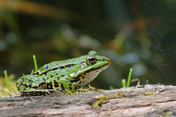 Grünfrosch