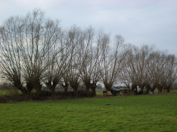 Kopfweiden Rieselfelder Windel