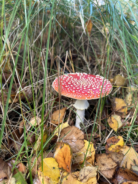 Fliegenpilz