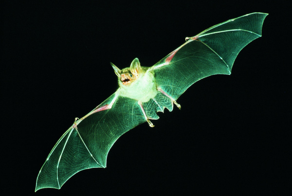 Eine große Fledermaus vor schwarzem Hintergrund, dramatisch beleuchtet. 