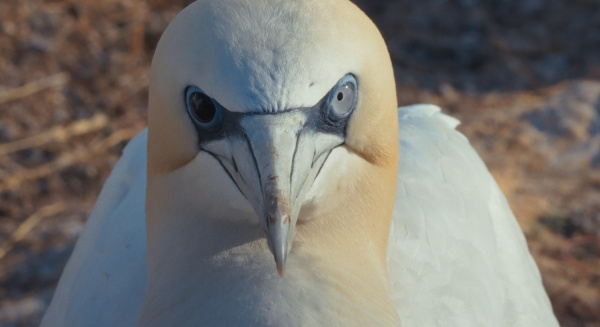Filmstill von den Augen eines Bastölpels
