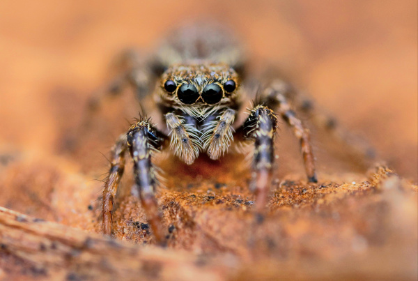 Springspinne